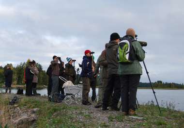 Kiinnostaako muutonseuranta eli staijaus?